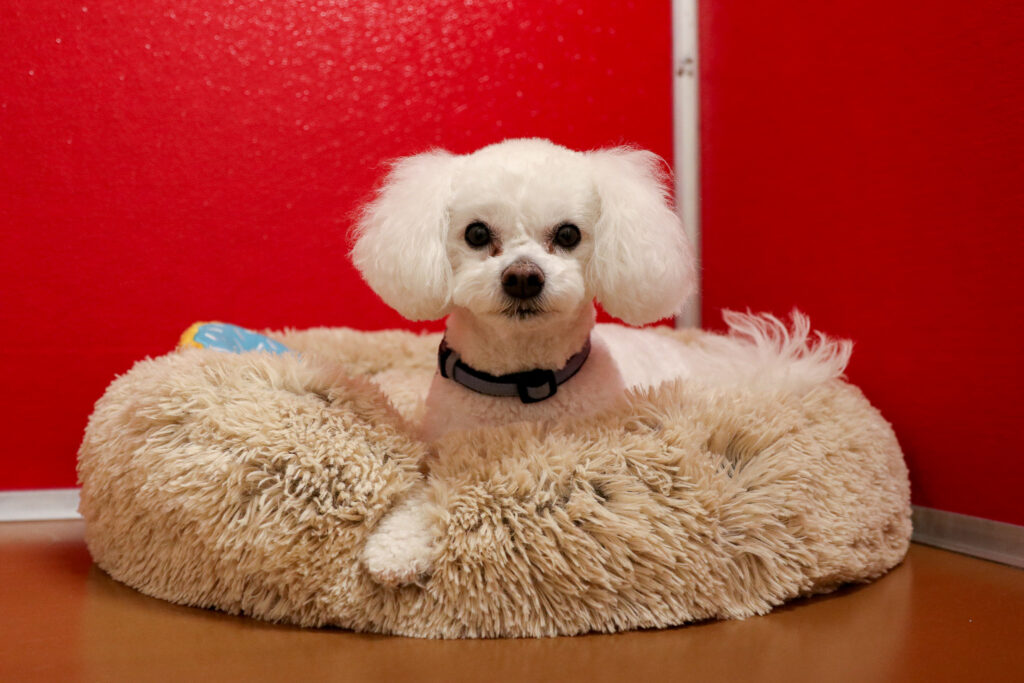 small white dog resting on a fluffy bed in a lodging suite