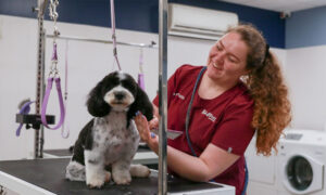 dog grooming giving a dog a haircut