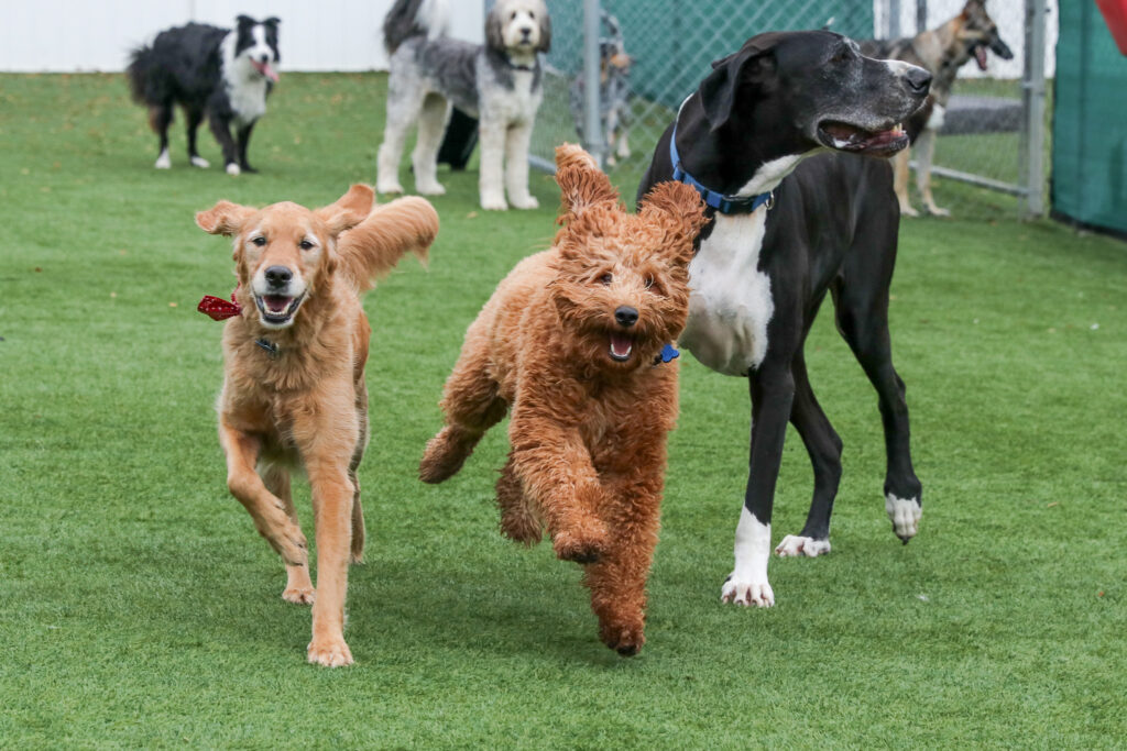 group of dogs running together in daycare play group at Red Fern Pet Lodge