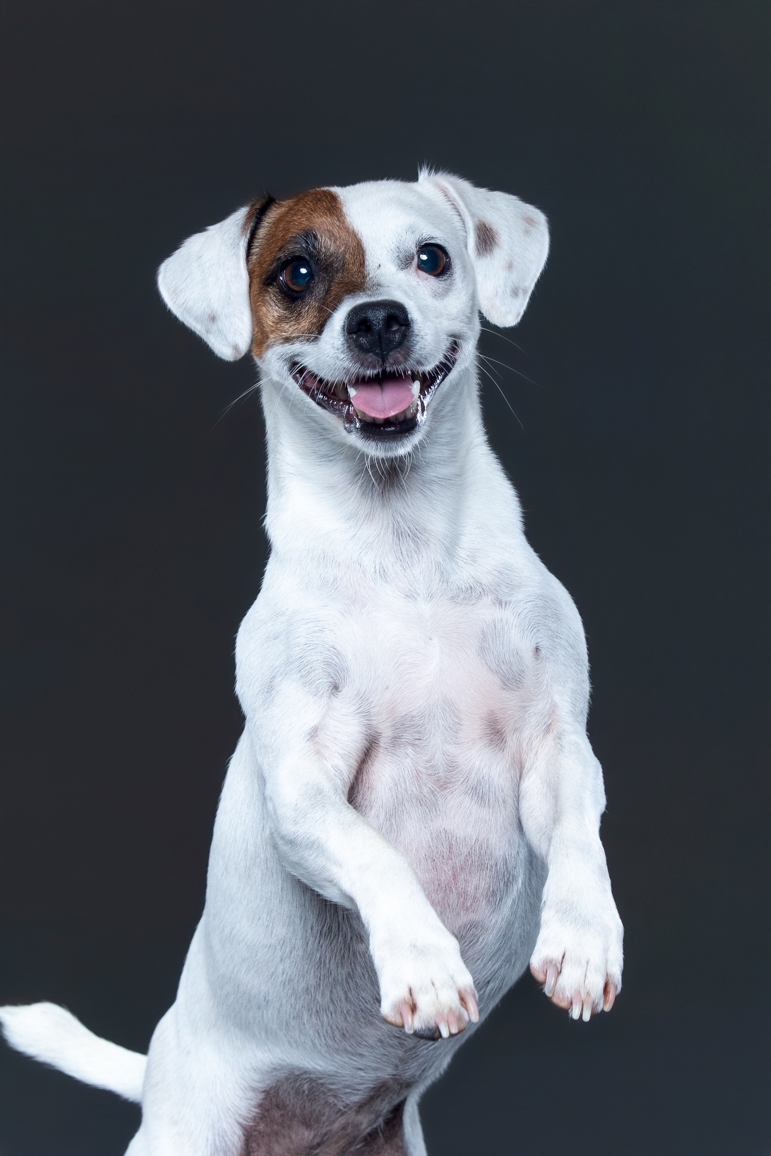 professional portrait of jack russel terrier on dark gray backdrop