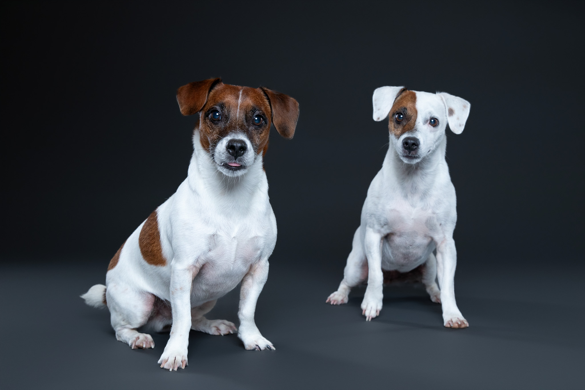 professional portrait of two jack russel terriers on dark gray backdrop
