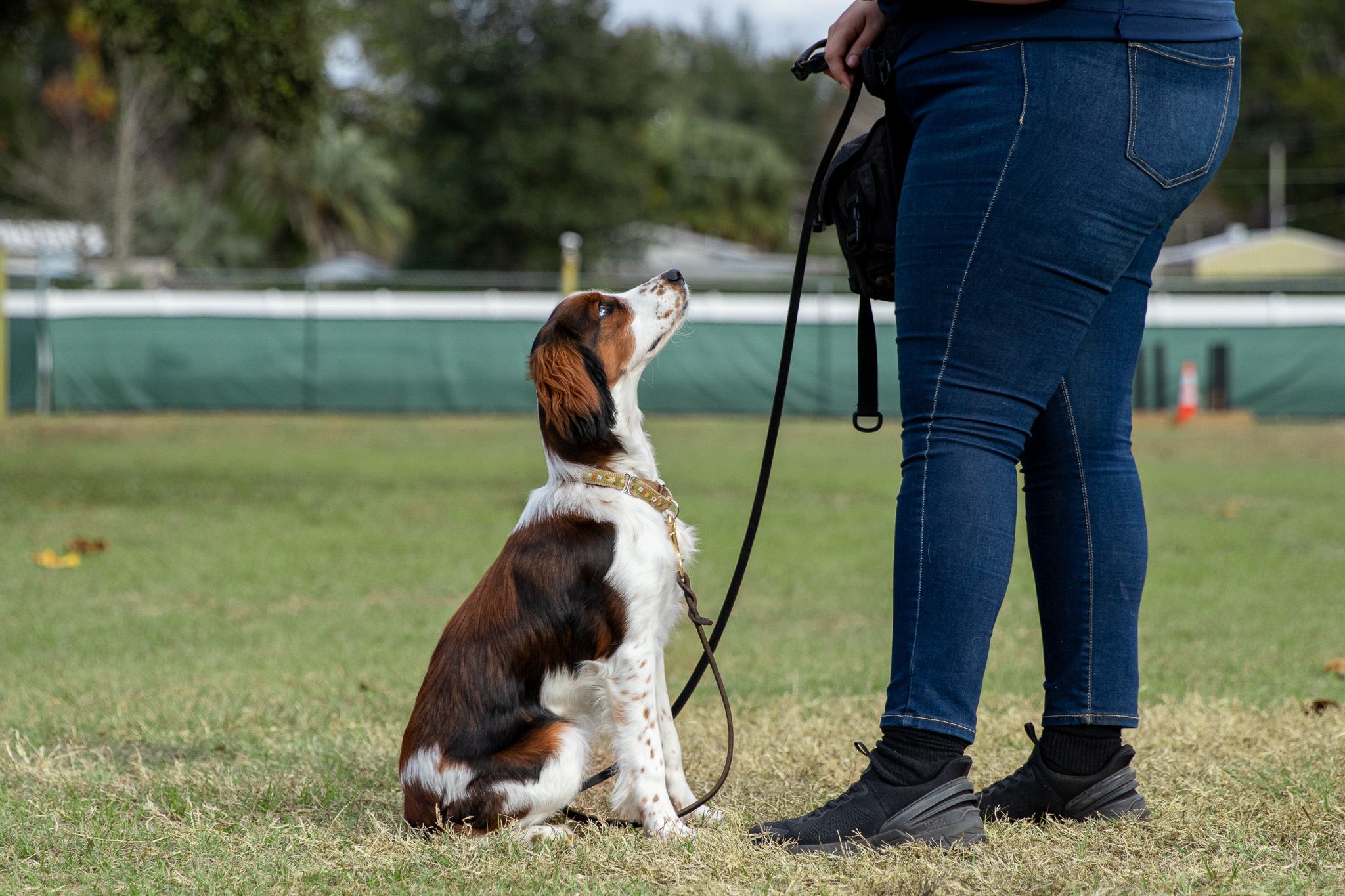 dog trainer teaching spaniel how to "sit"