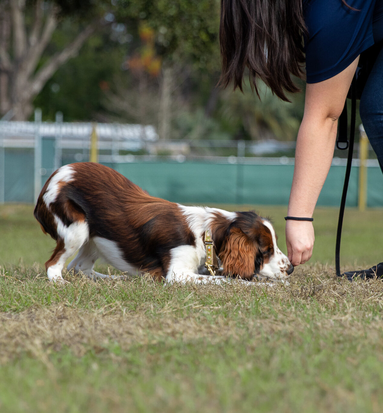 dog trainer teaching spaniel how to "down"