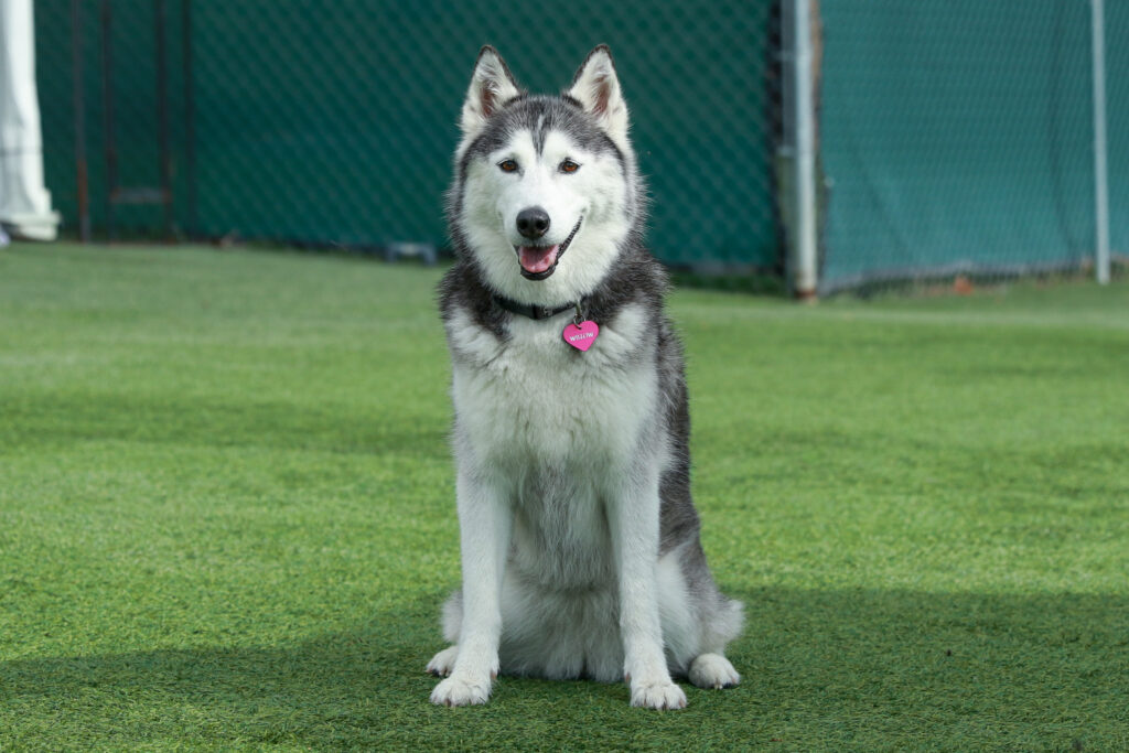 husky sitting in play paddock