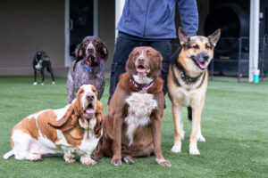 four dogs gathered around pack leader