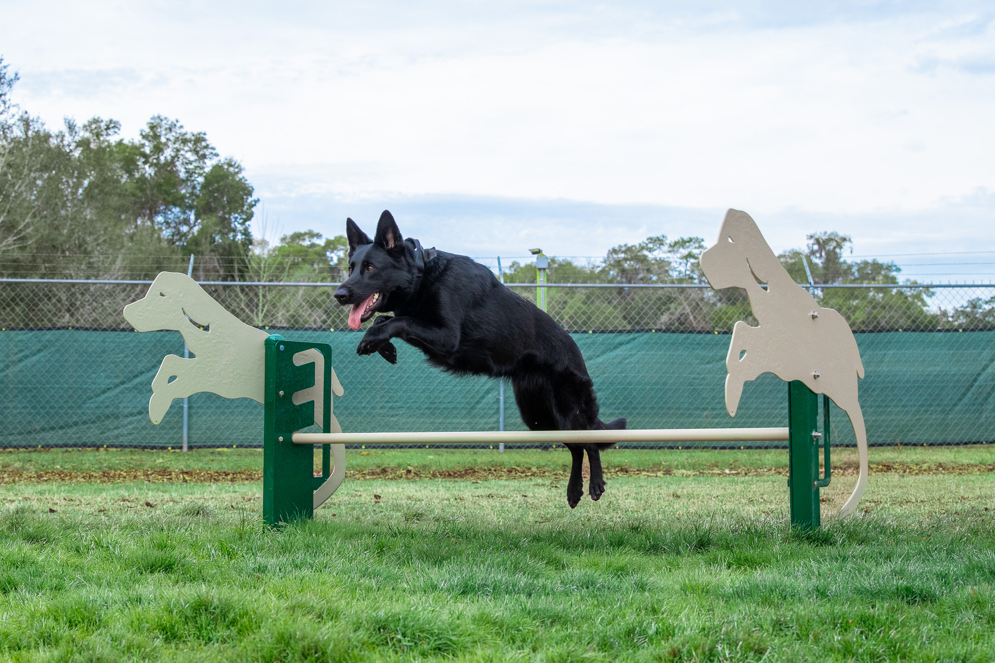 german shepherd jumping over agility jump