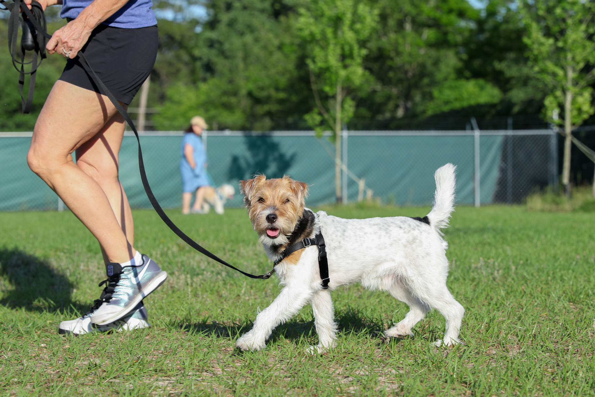 Terrier on leash in group class