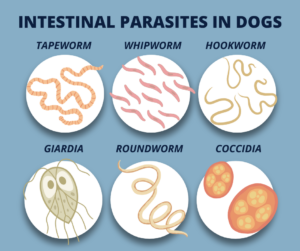 graphic of intestinal parasites in dogs