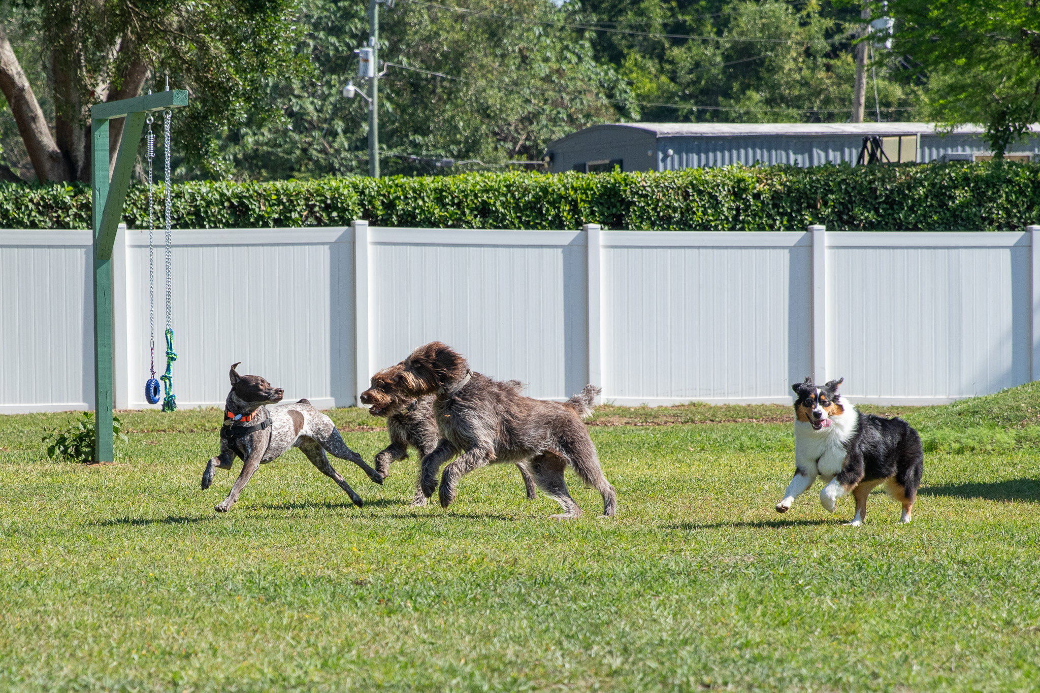 group of 4 dogs running in dog park