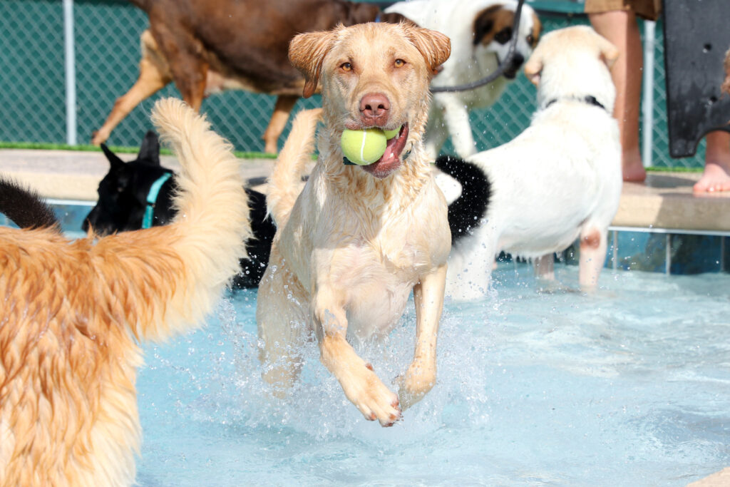 Dog jumping out of pool with two tennis balls in his mouth