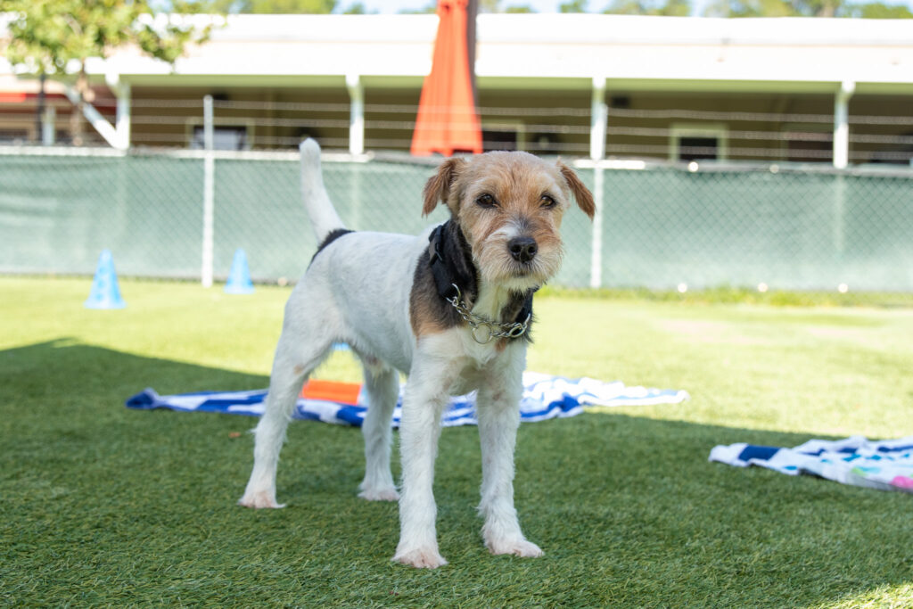 senior jack russel dog standing in shade
