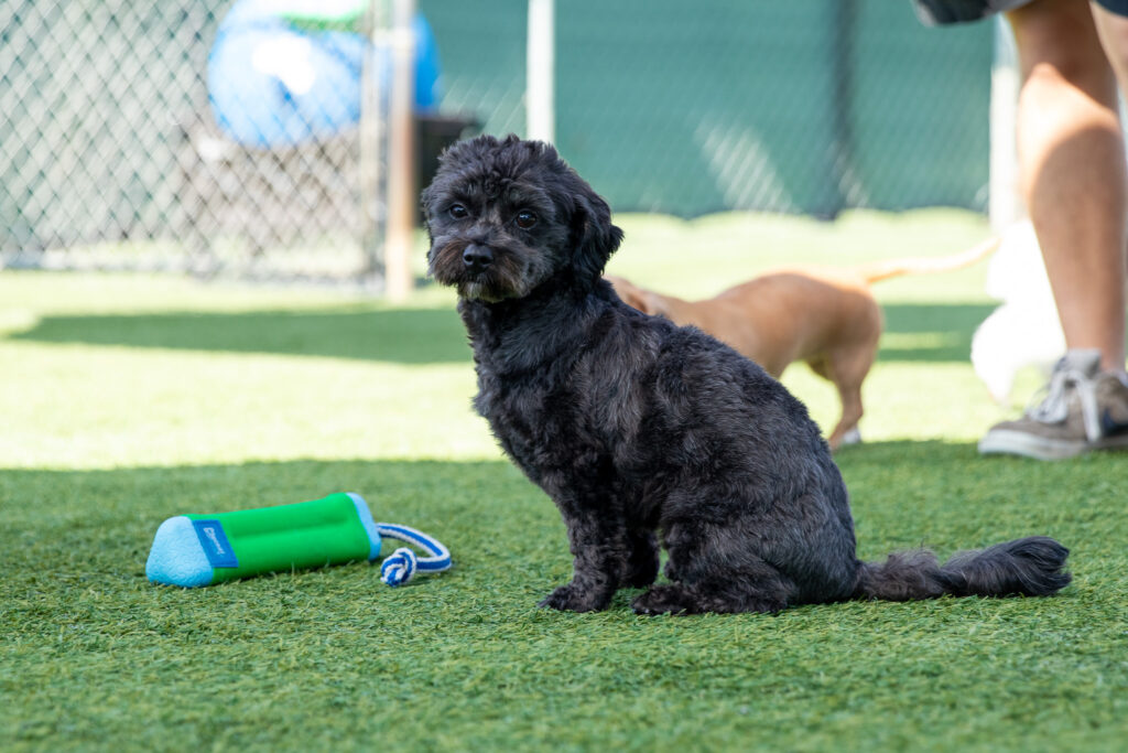 small black poodle mix sitting in enrichment play group