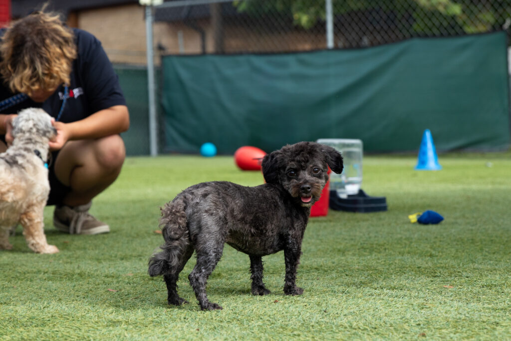 small black poodle mix standing in enrichment play group