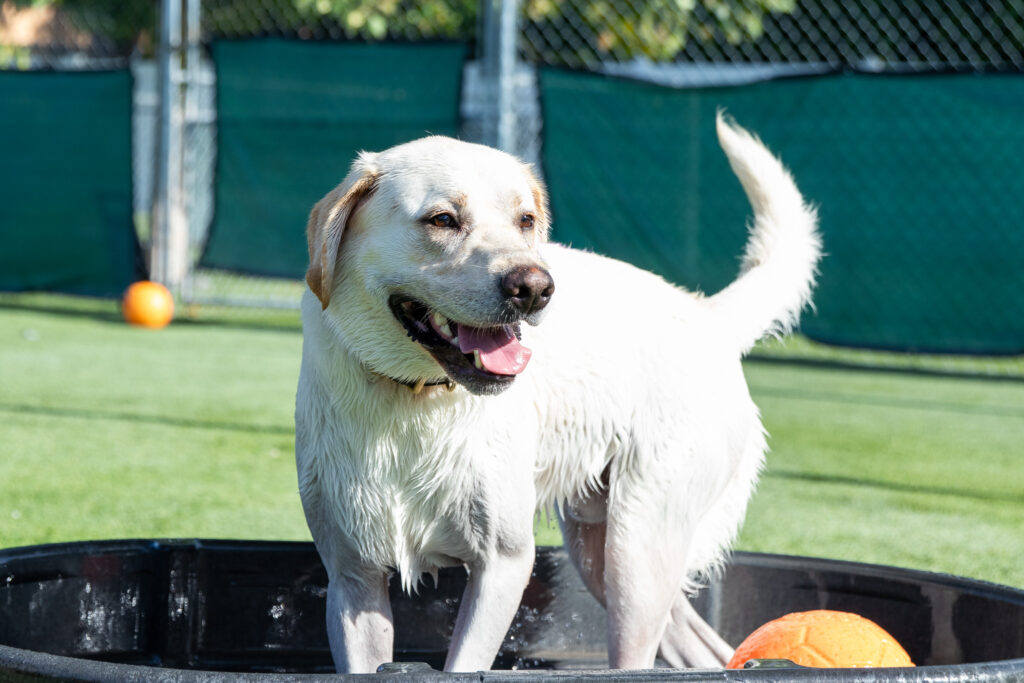 yellow lab in small kiddie pool