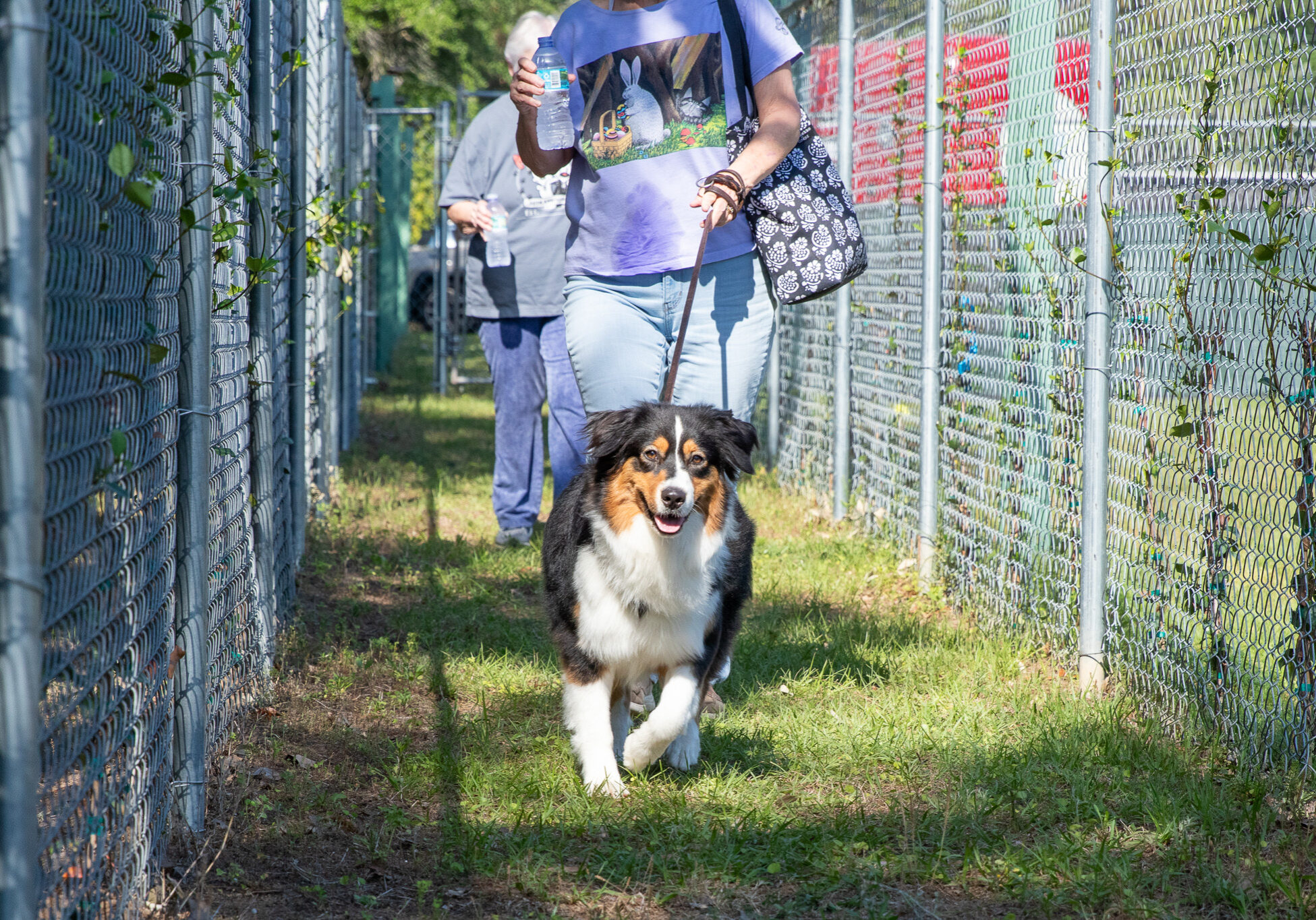 aussie walking in front of pet parent
