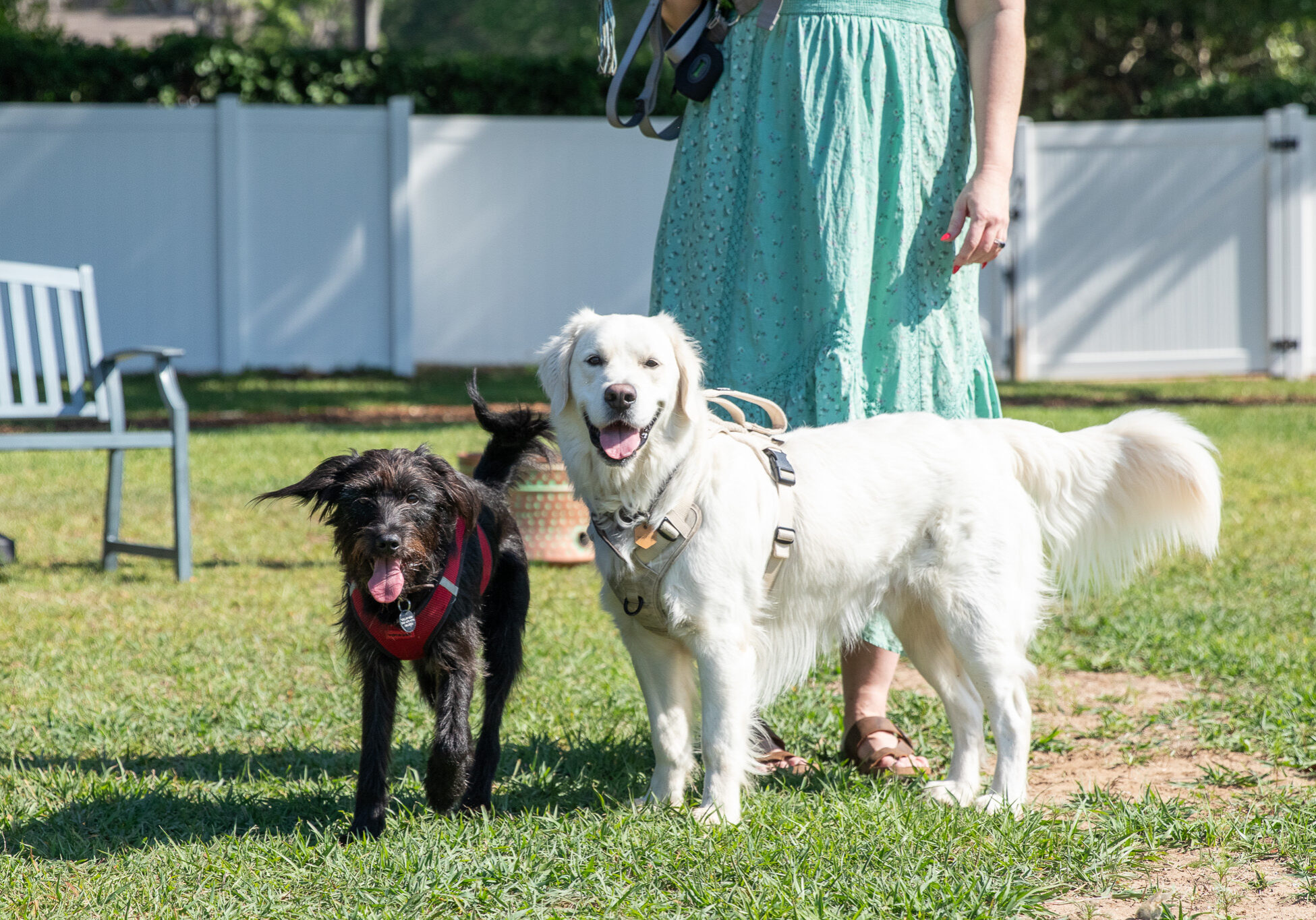 two dogs looking at camera in the dog park
