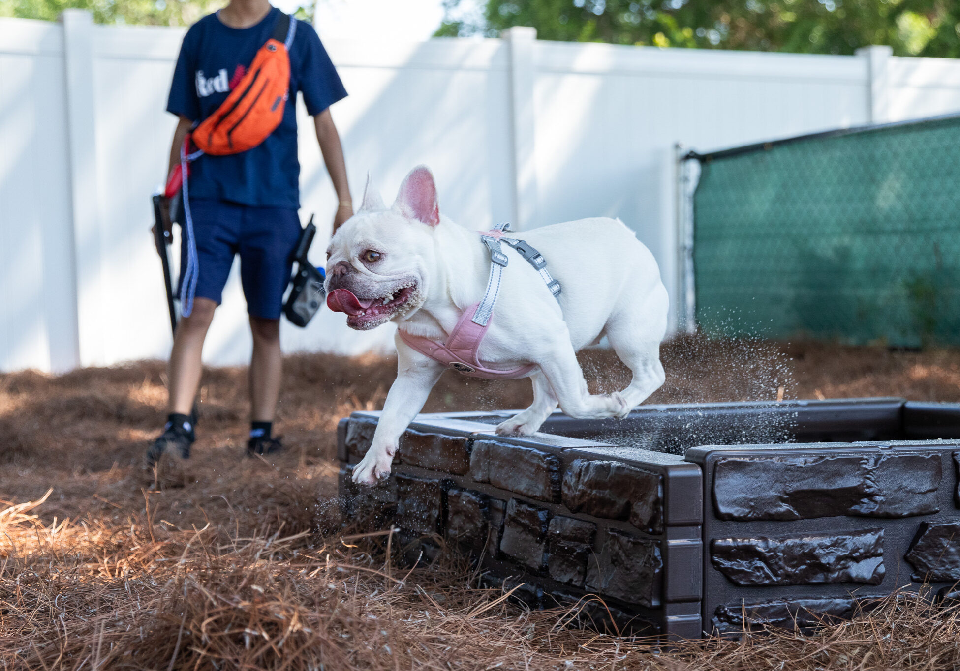 french bulldog jumping out of sand box