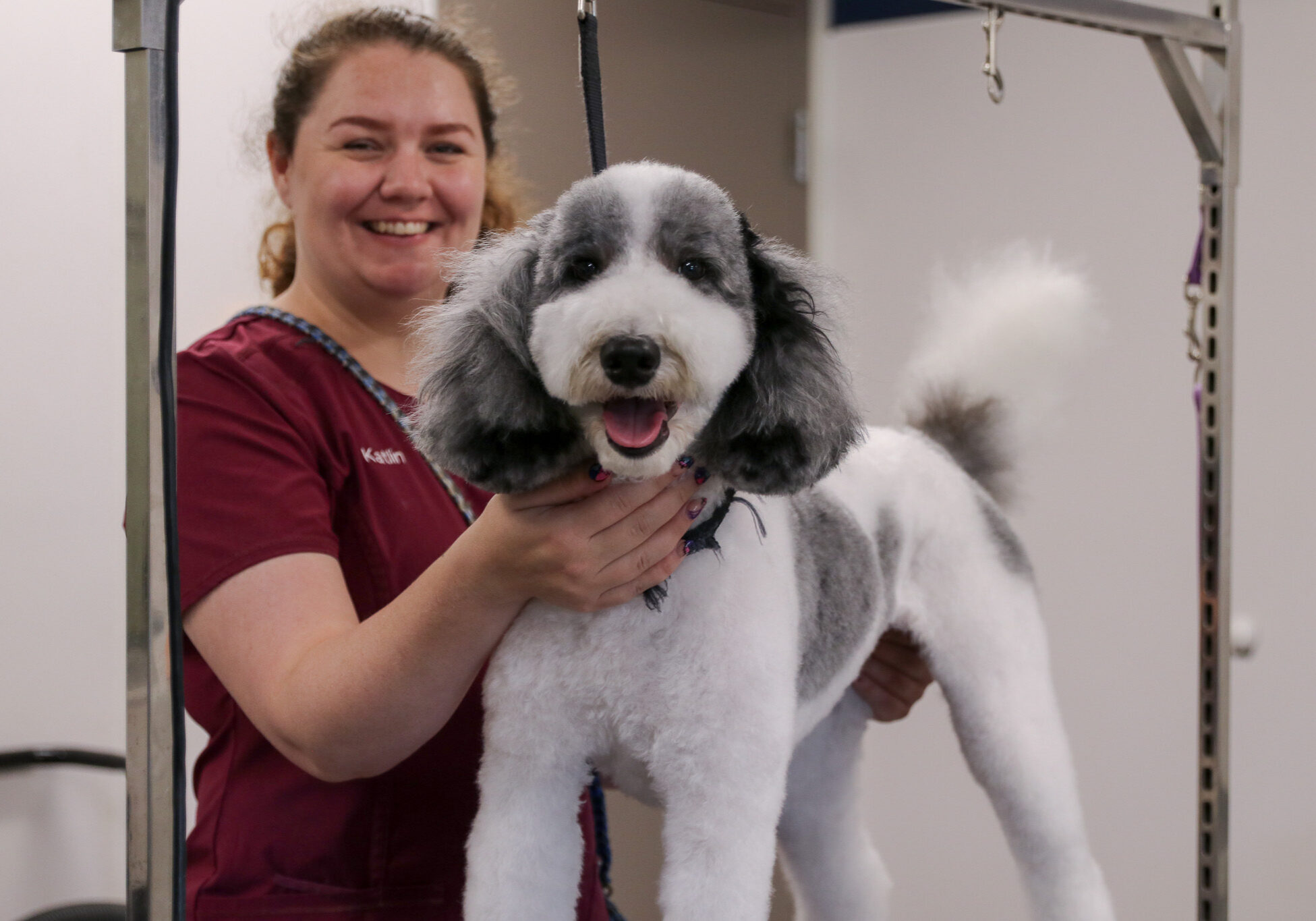 grooming smiling with white and gray doodle