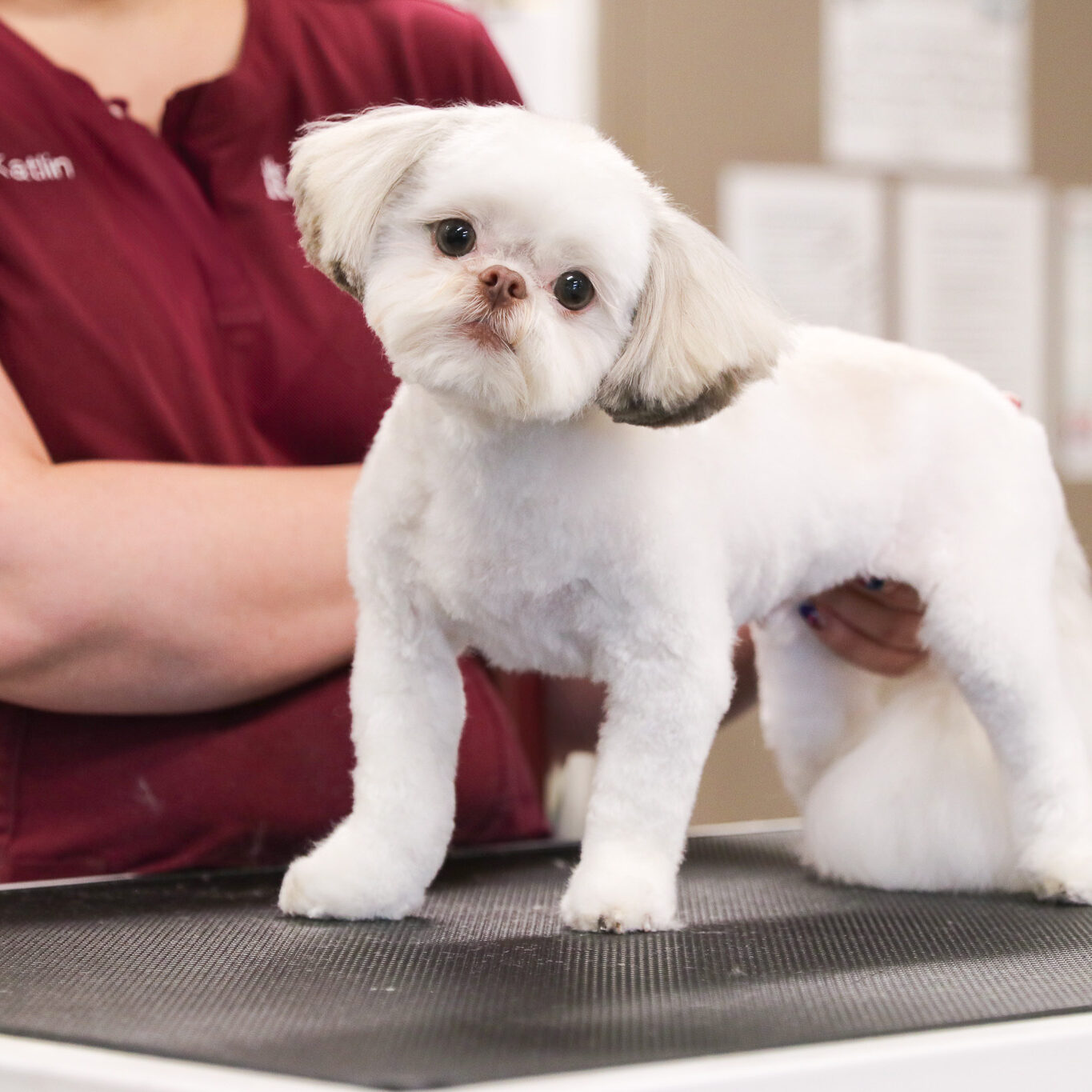 small white dog on grooming table