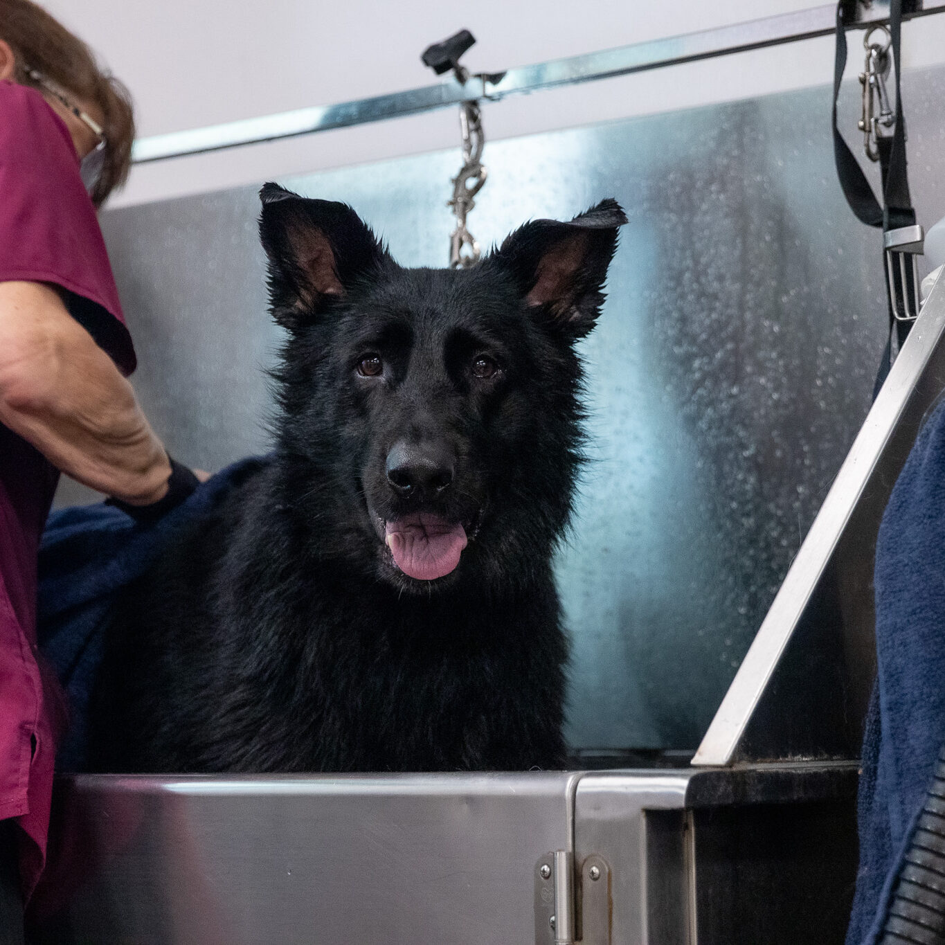 german shepherd in grooming tub