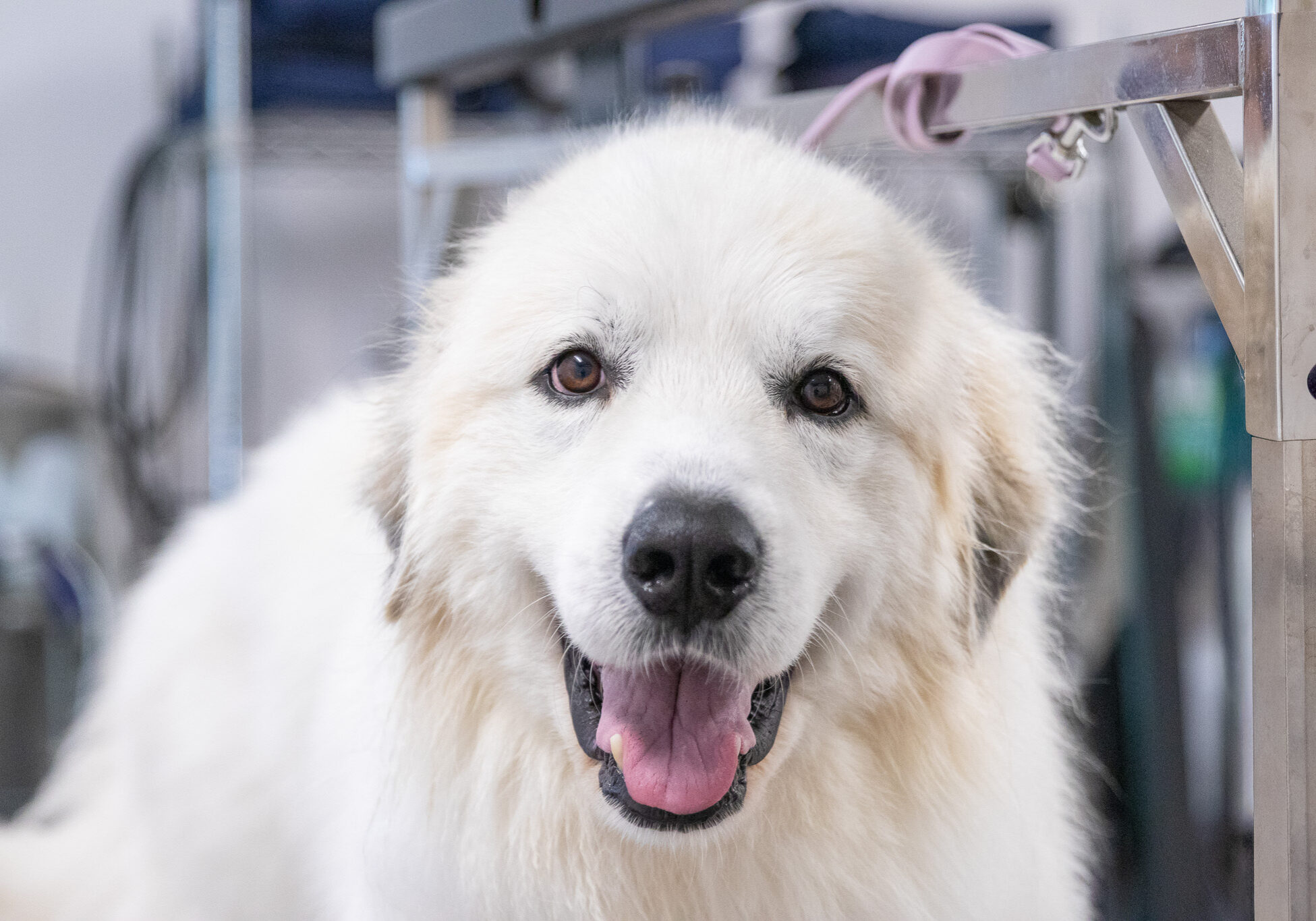 great pyrenees smiling while getting groomed