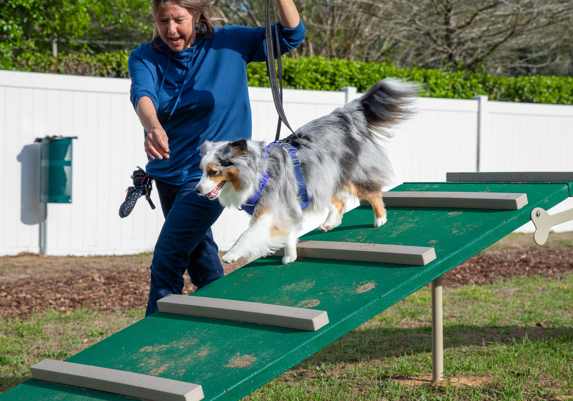 aussie walking down agility walk
