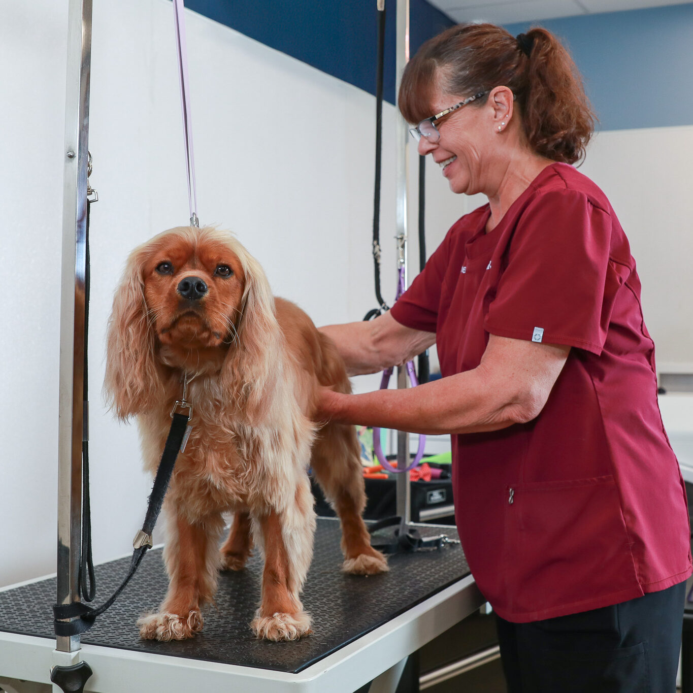 bather brushing spaniel on grooming table