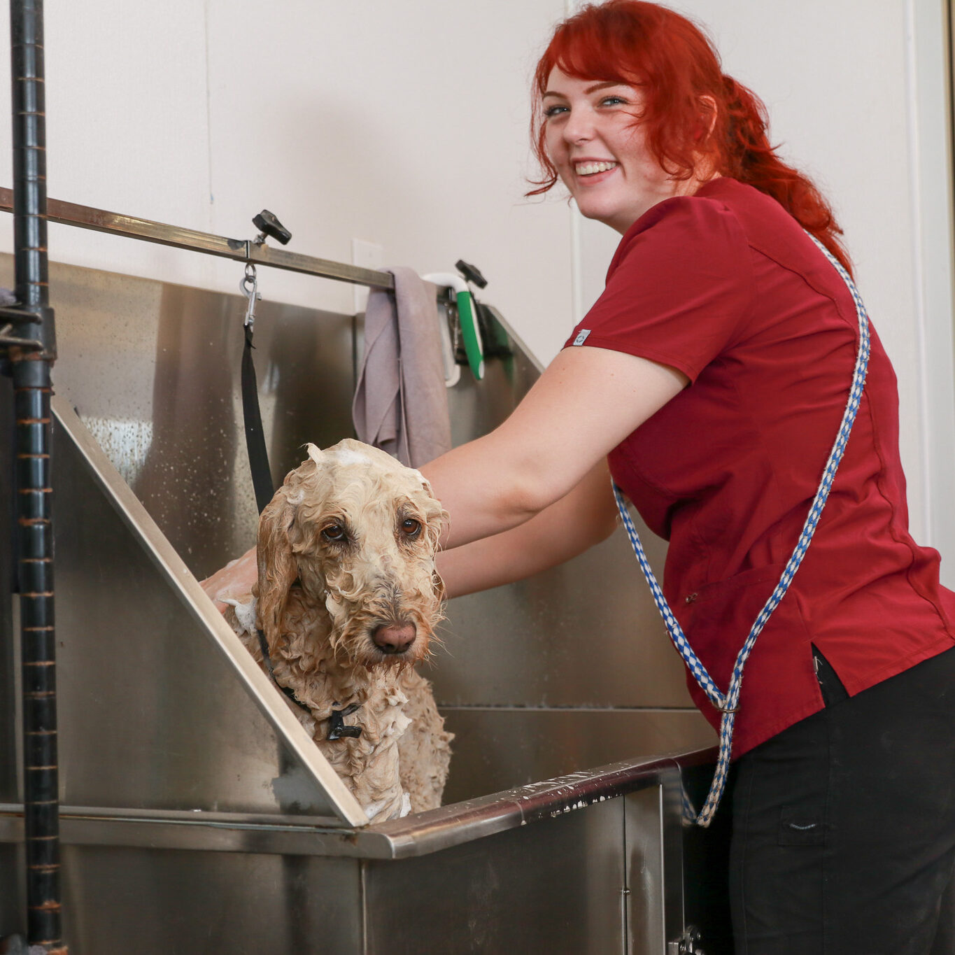 groomer bathing doodle in tub