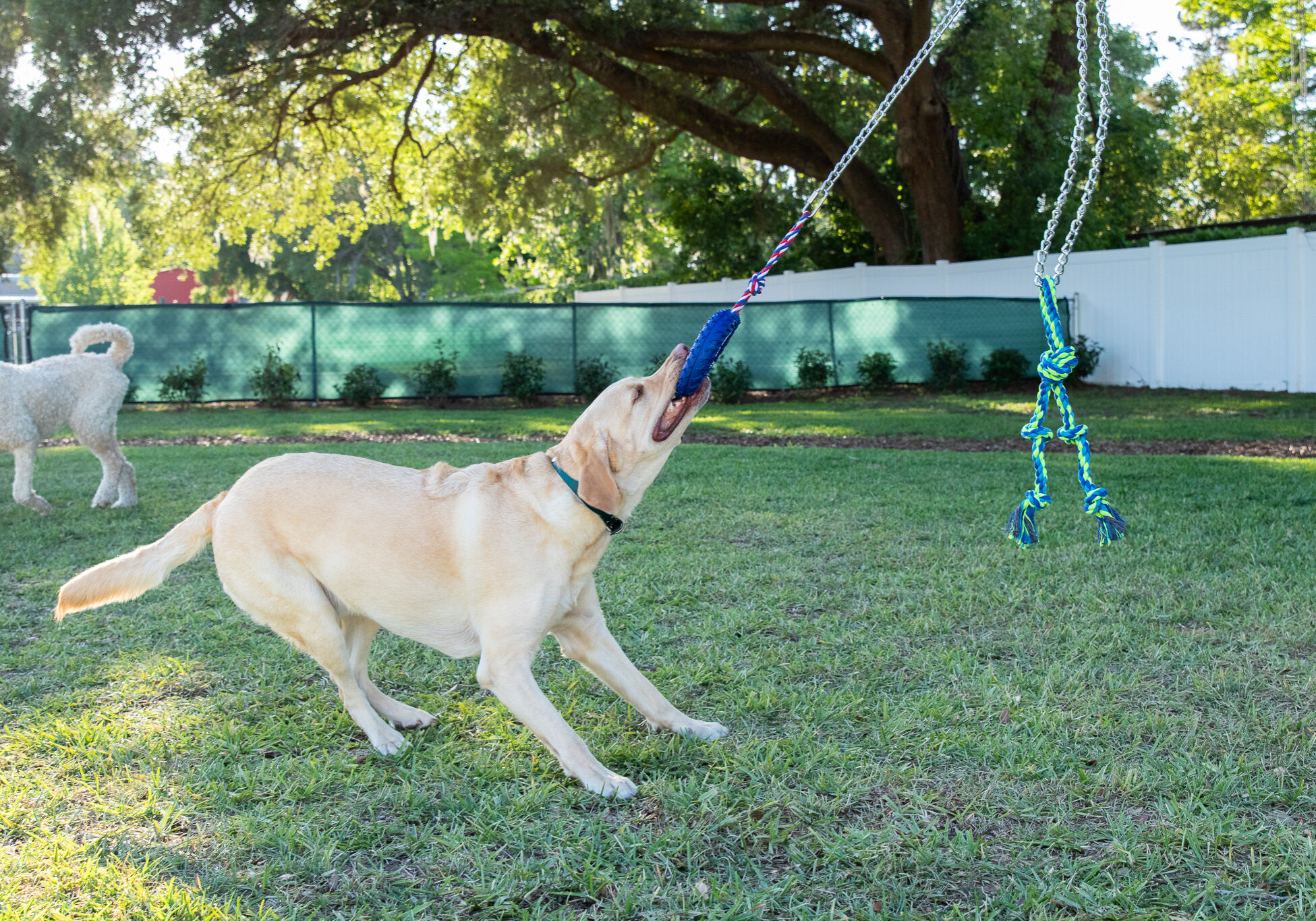 dog playing withh tug toy